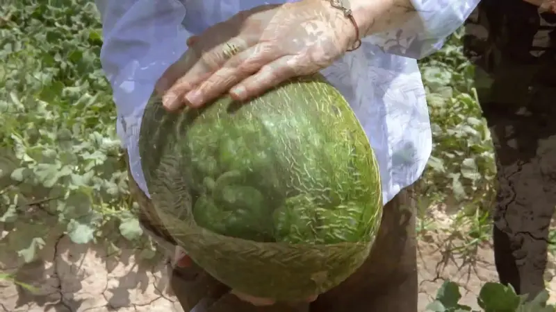 Cesta de pimientos verdes recién cogidos en la huerta